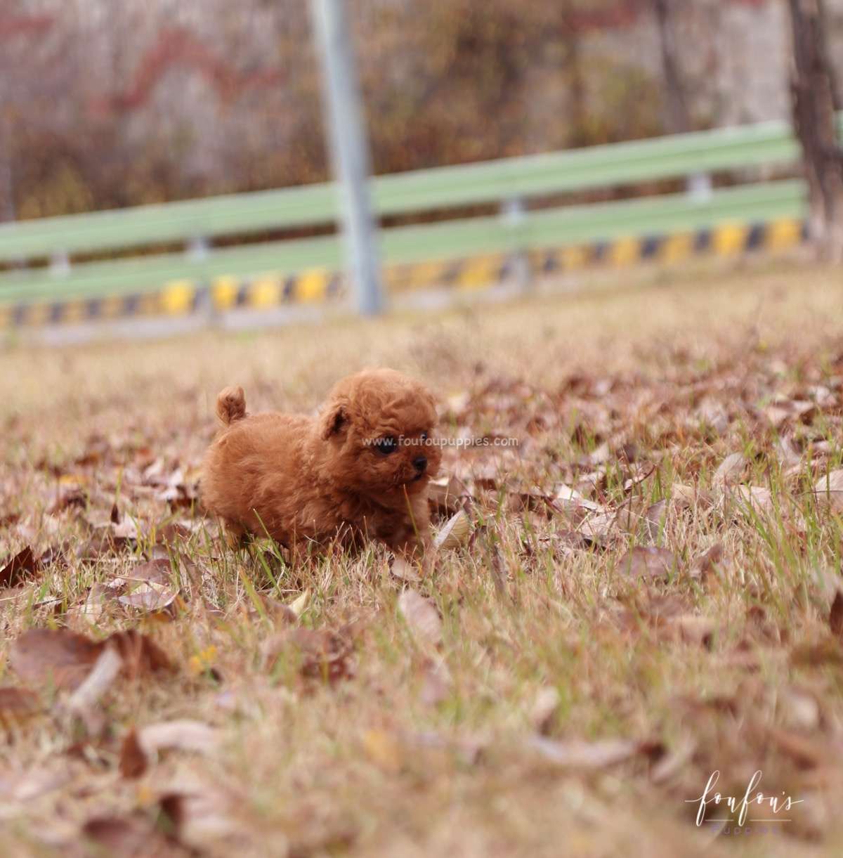 Yeti - Poodle M.