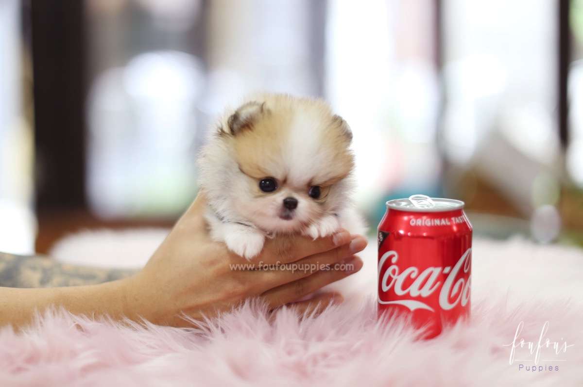 Jake - Pomeranian M.