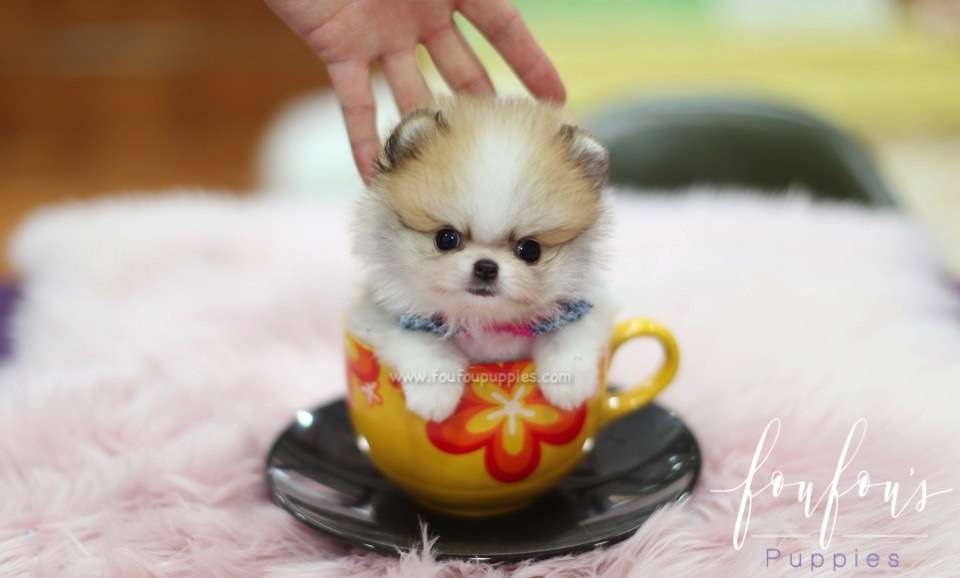 Jake - Pomeranian M.