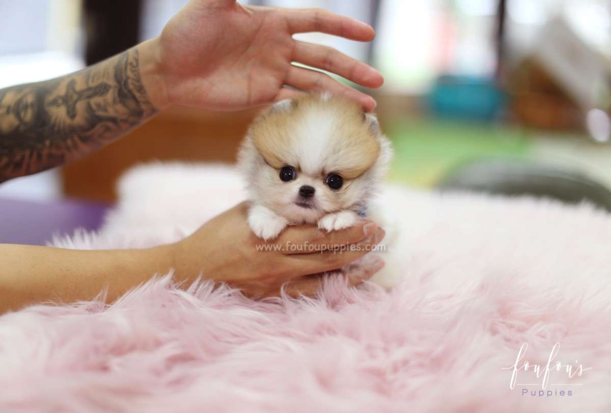 Jake - Pomeranian M.