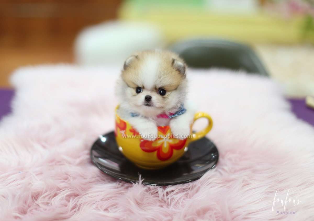 Jake - Pomeranian M.