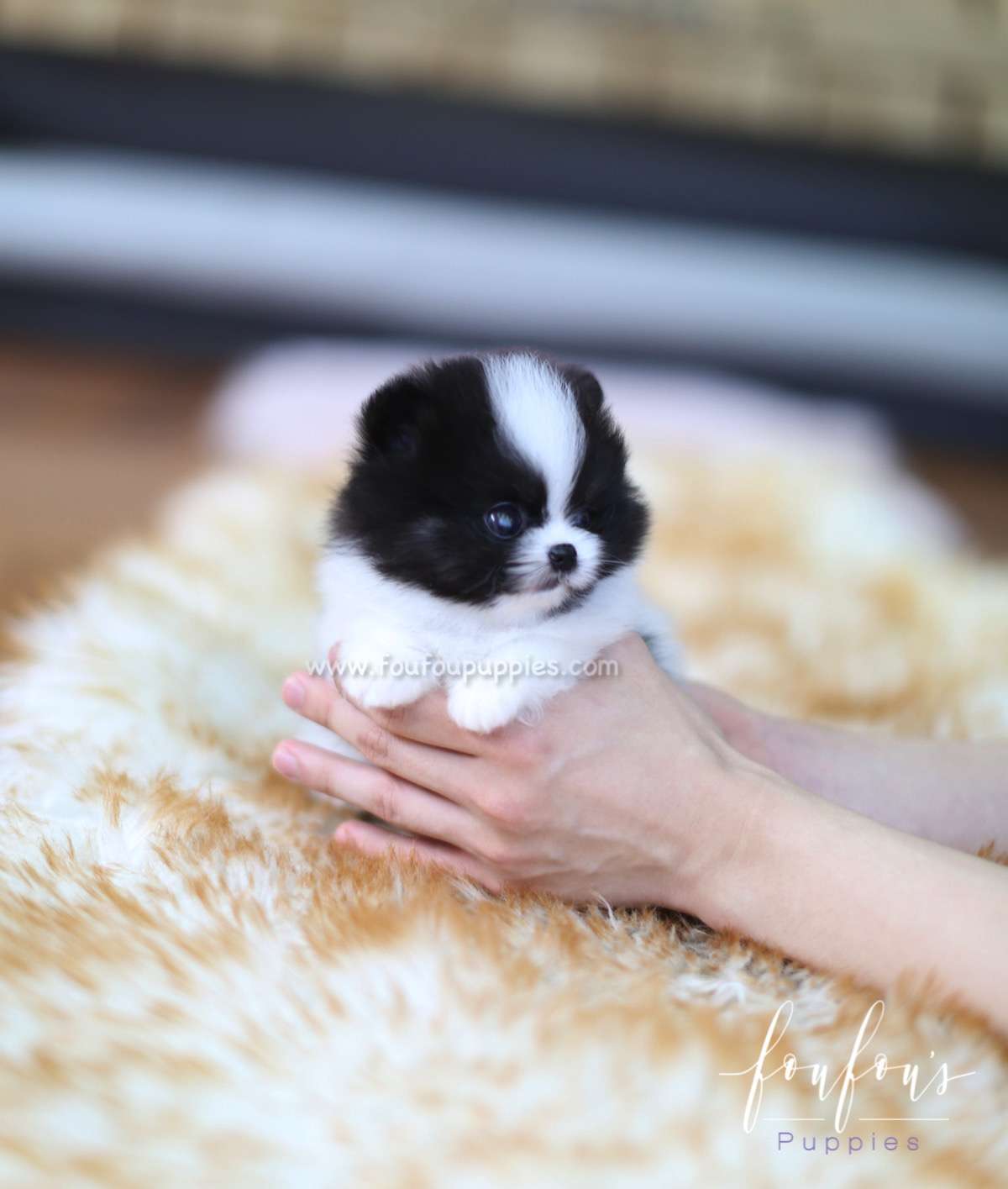 Sosa - Pomeranian M.