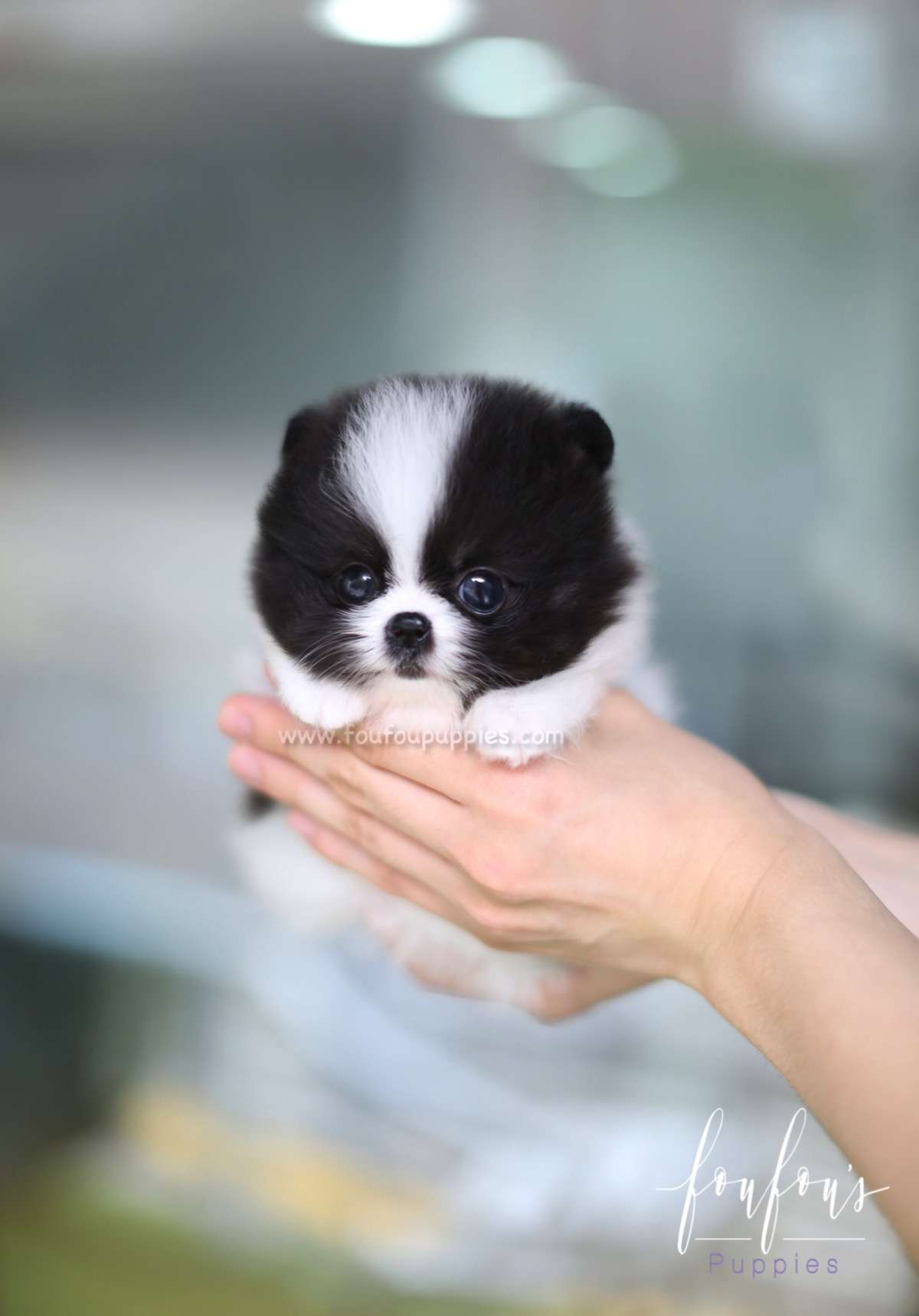 Sosa - Pomeranian M.