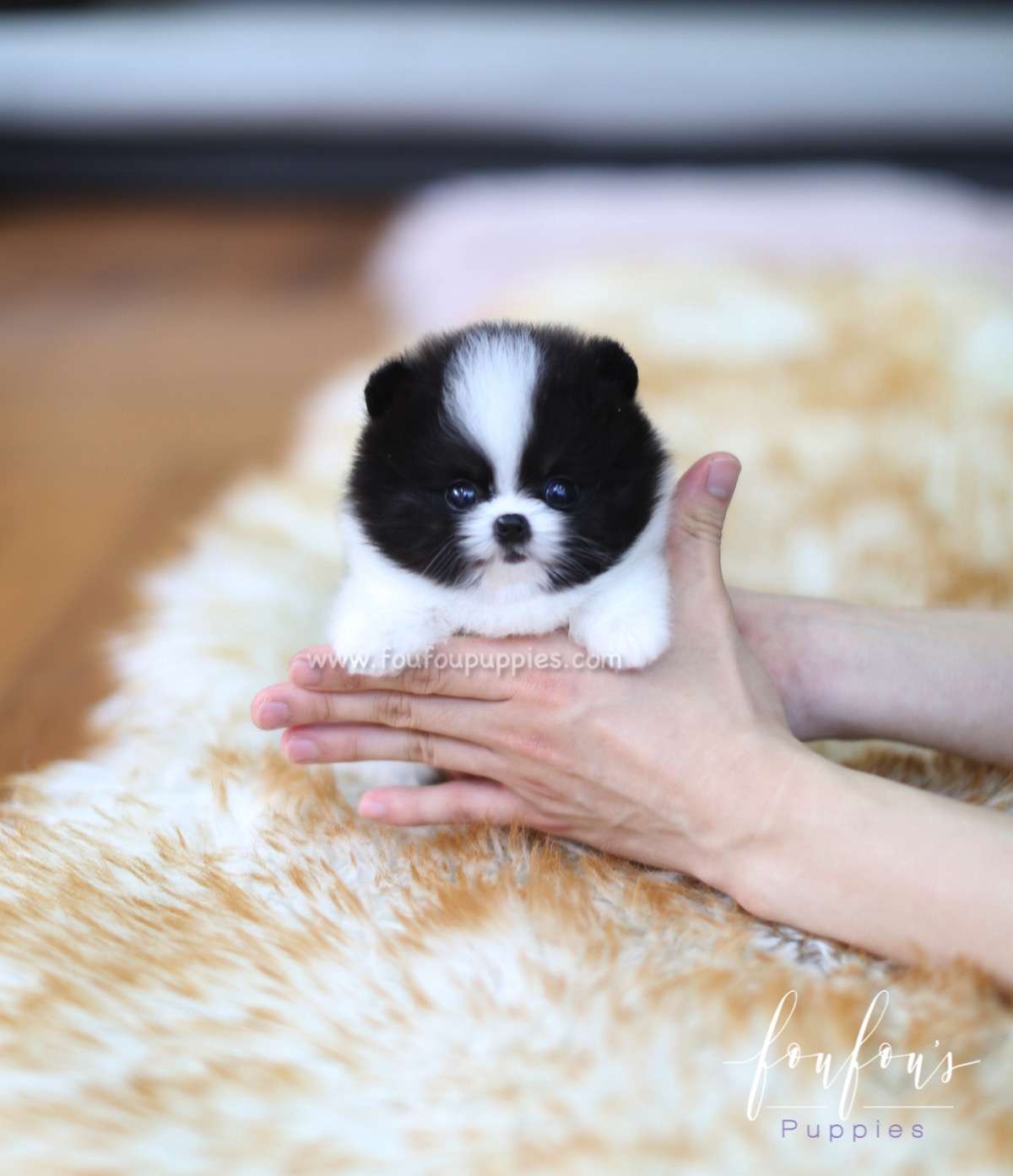 Sosa - Pomeranian M.