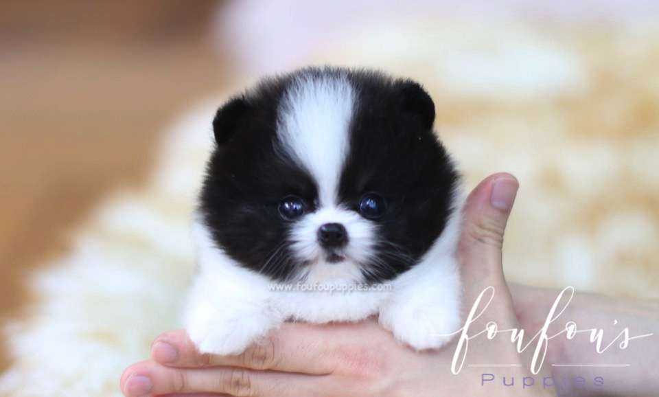 Sosa - Pomeranian M.
