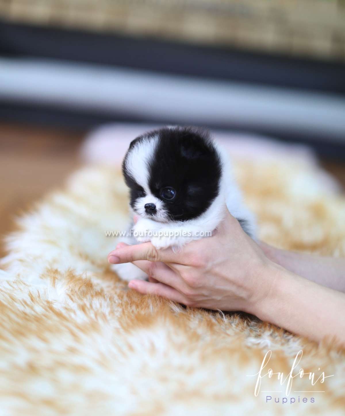 Sosa - Pomeranian M.