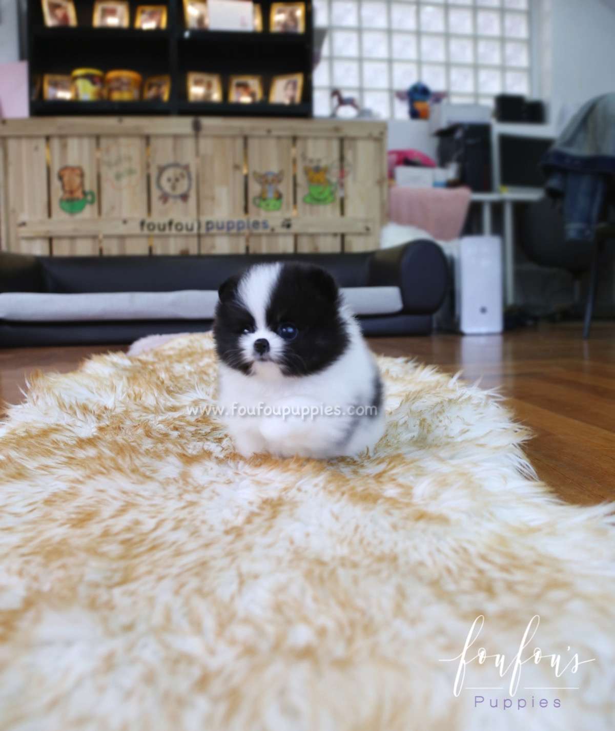 Sosa - Pomeranian M.