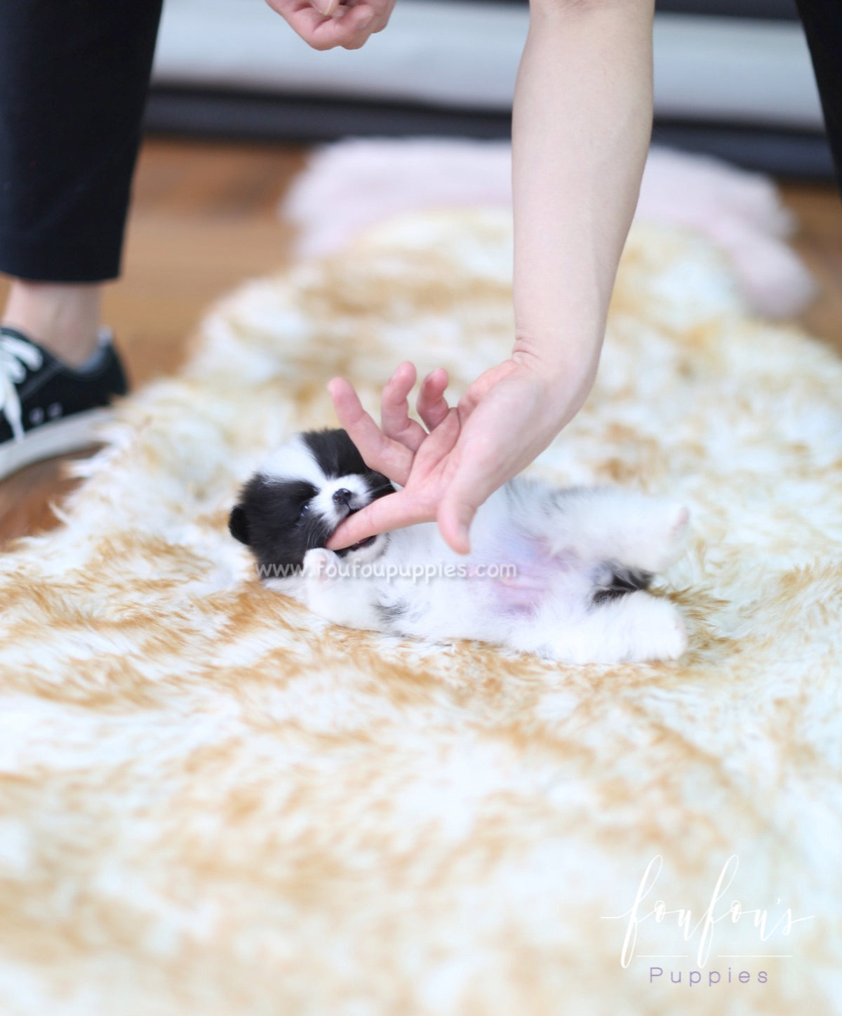 Sosa - Pomeranian M.