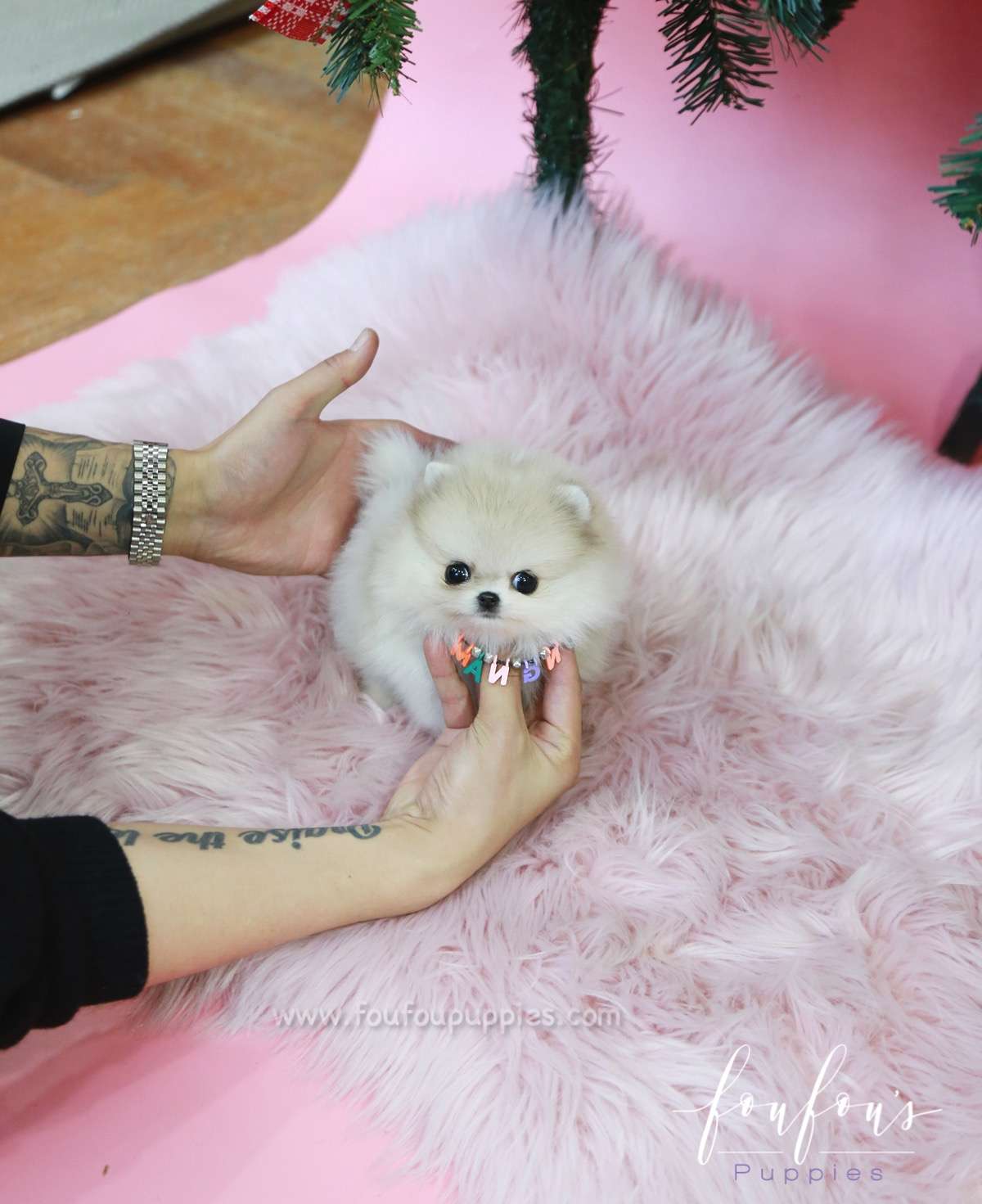Fuzz - Pomeranian M.