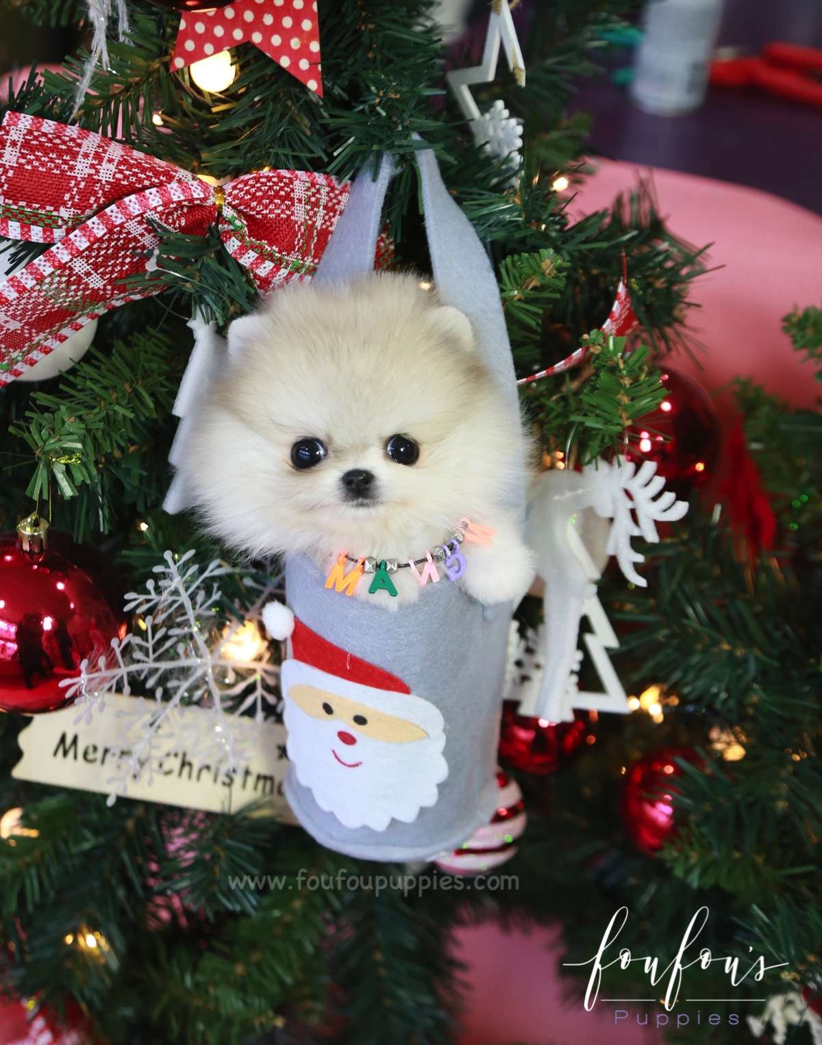 Fuzz - Pomeranian M.