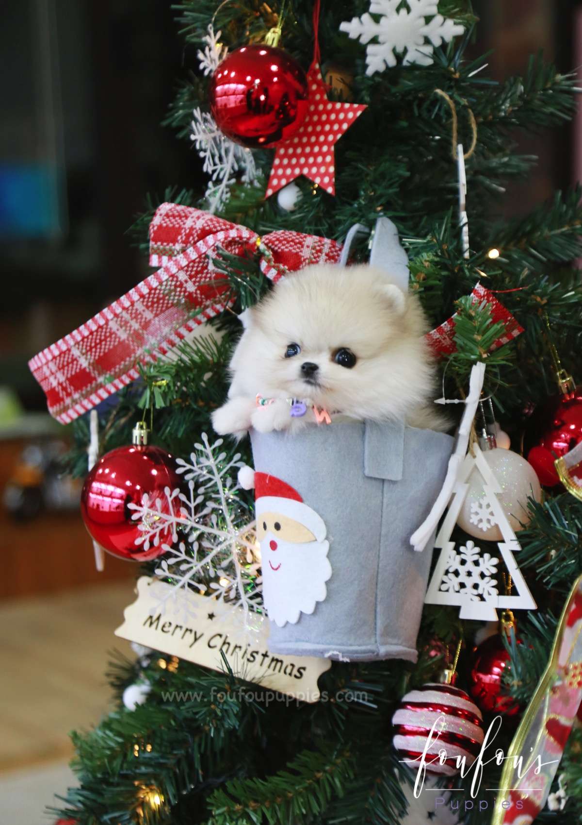 Fuzz - Pomeranian M.