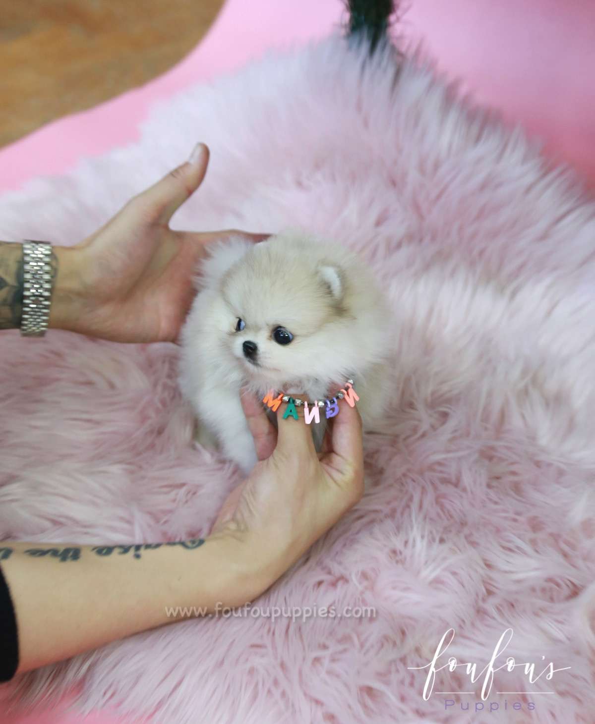 Fuzz - Pomeranian M.
