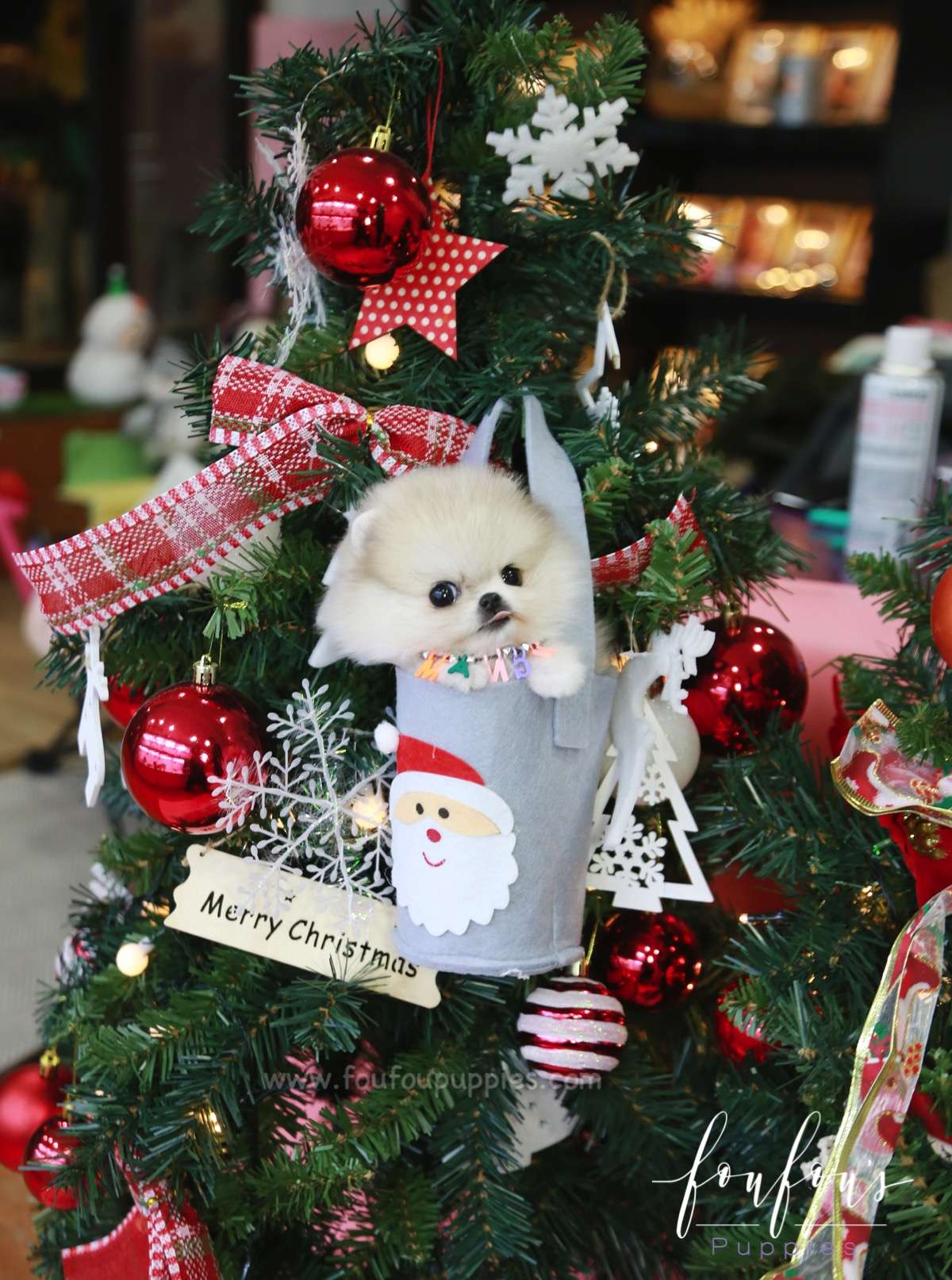 Fuzz - Pomeranian M.