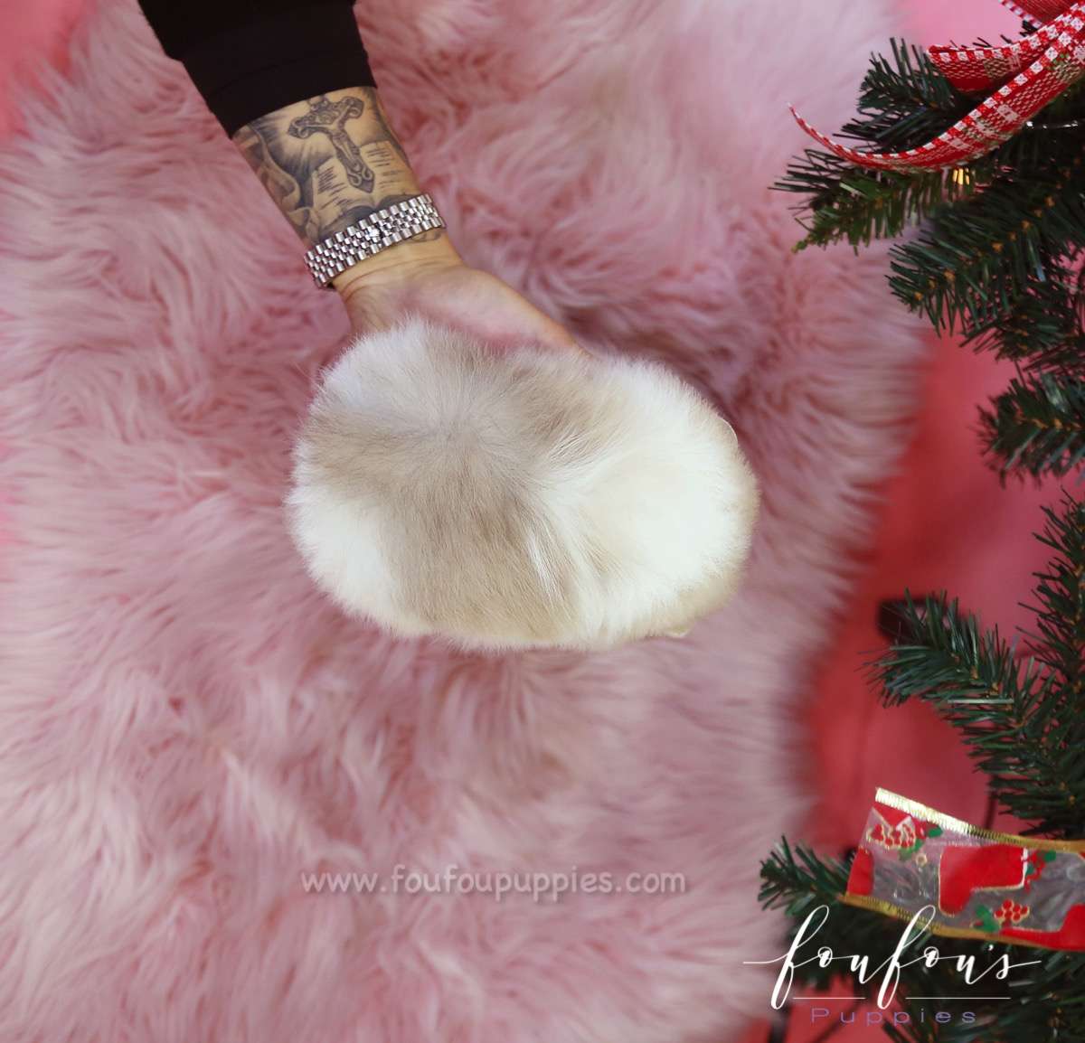 Fuzz - Pomeranian M.