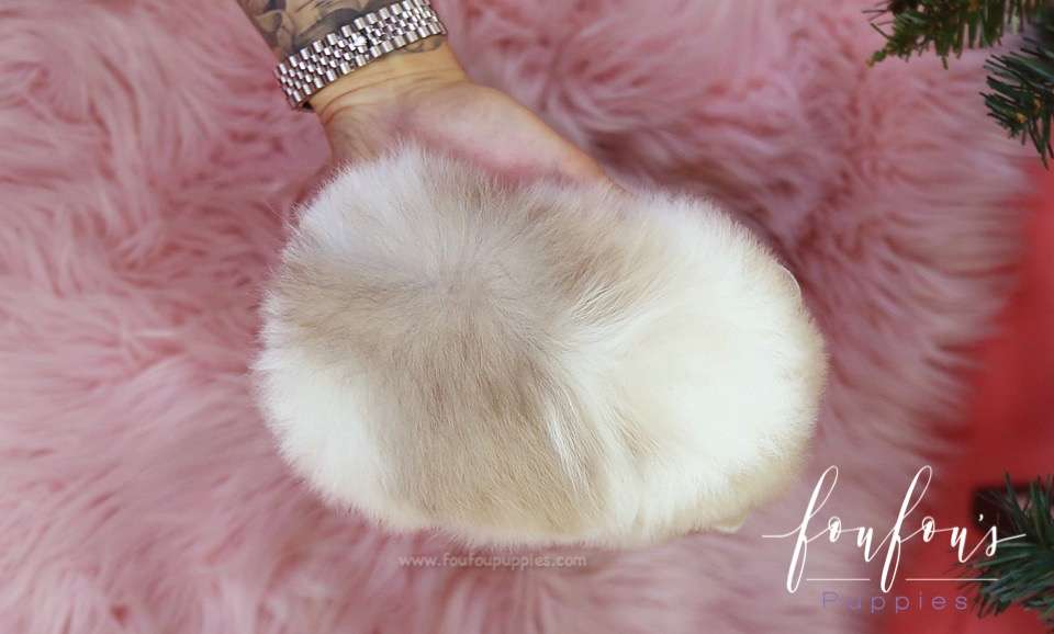 Fuzz - Pomeranian M.