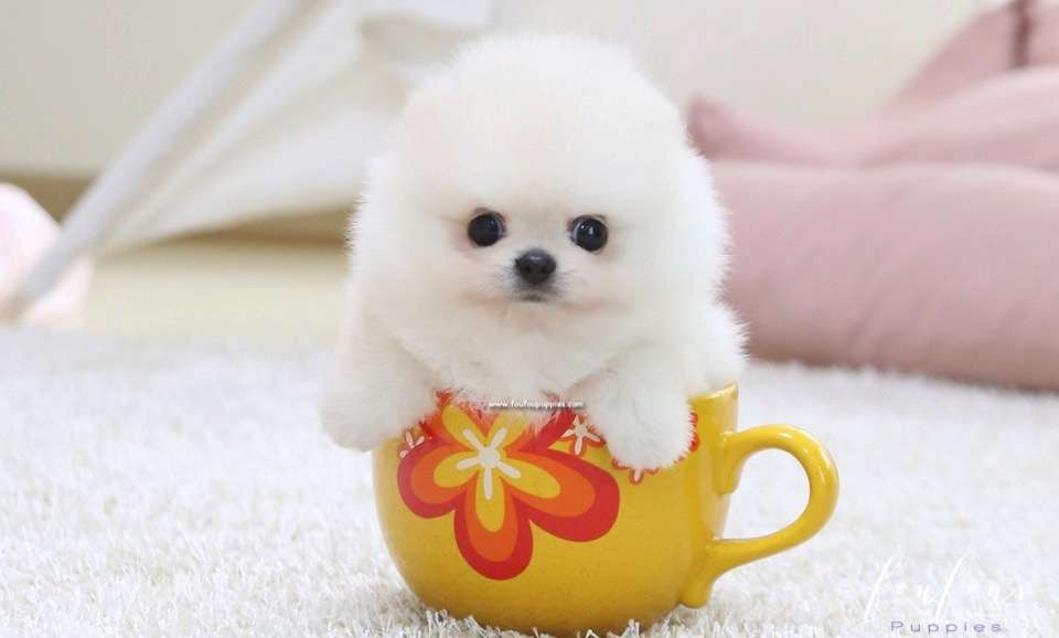 Pasha - Pomeranian M.