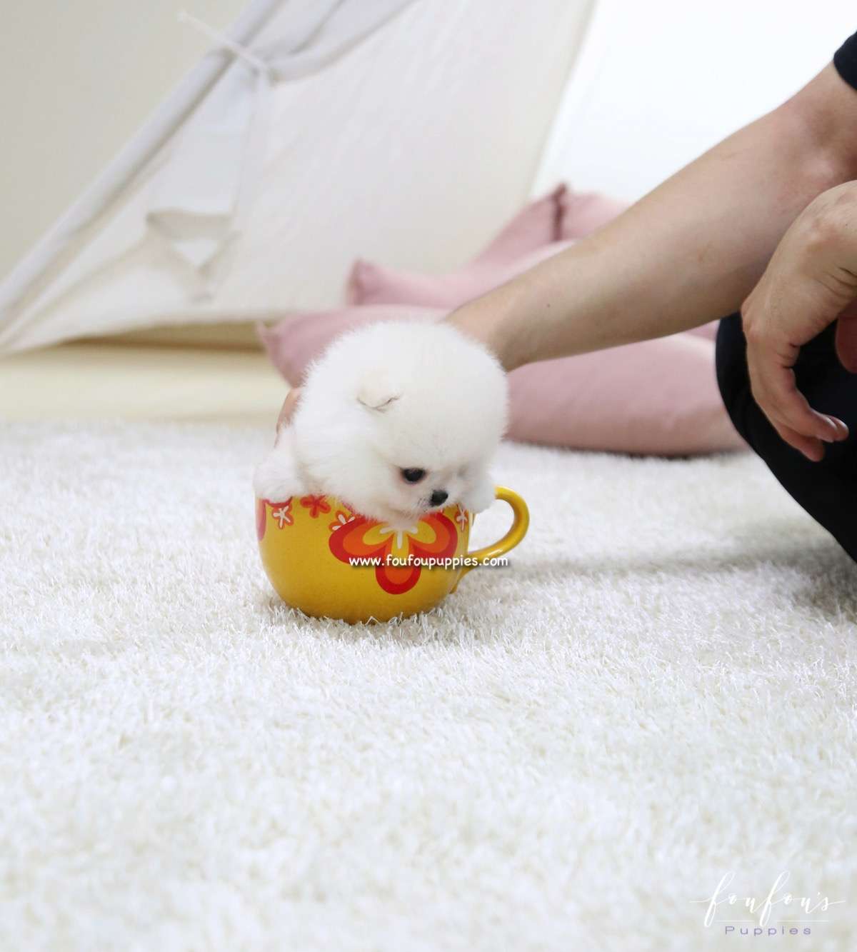 Pasha - Pomeranian M.