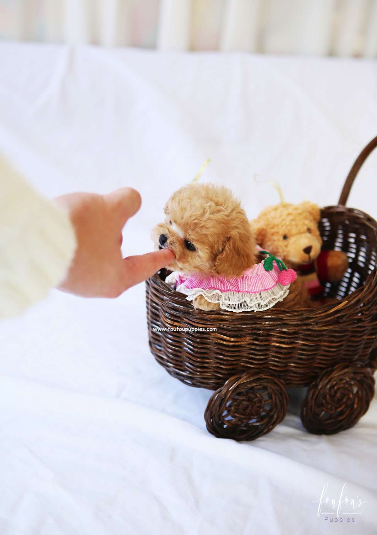Lumi - Maltipoo F.