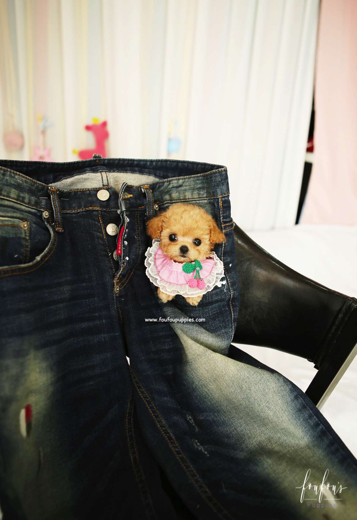 Lumi - Maltipoo F.