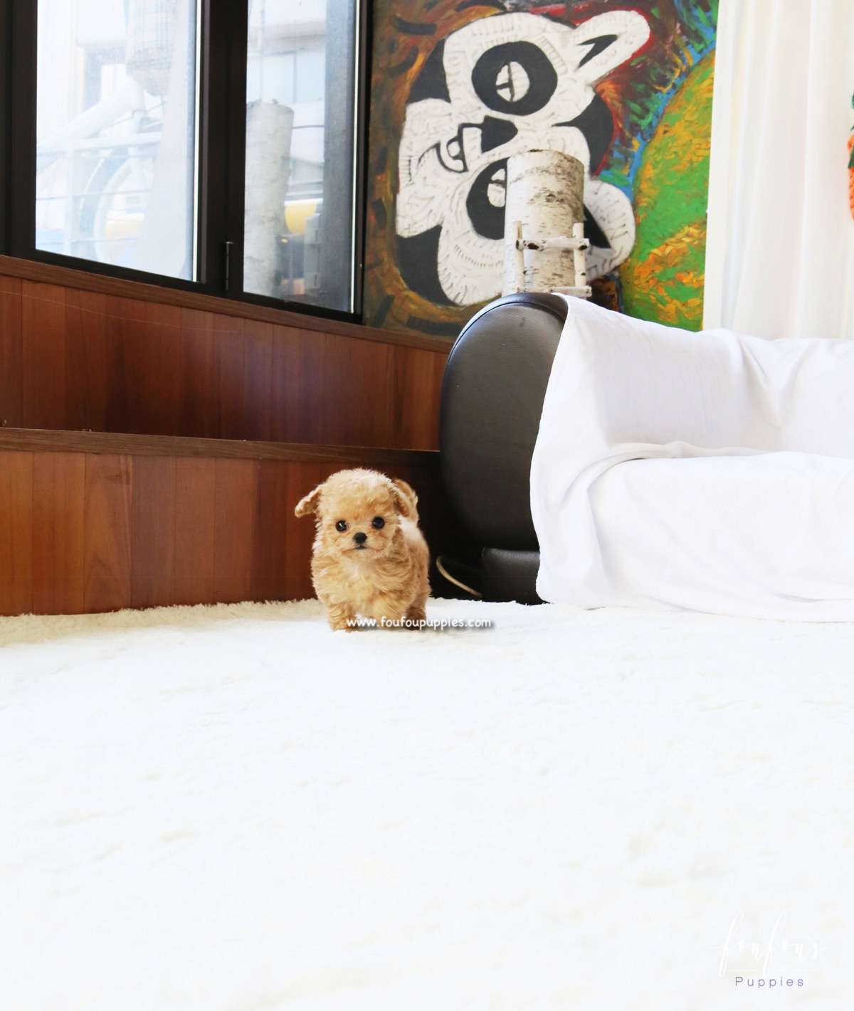 Lumi - Maltipoo F.