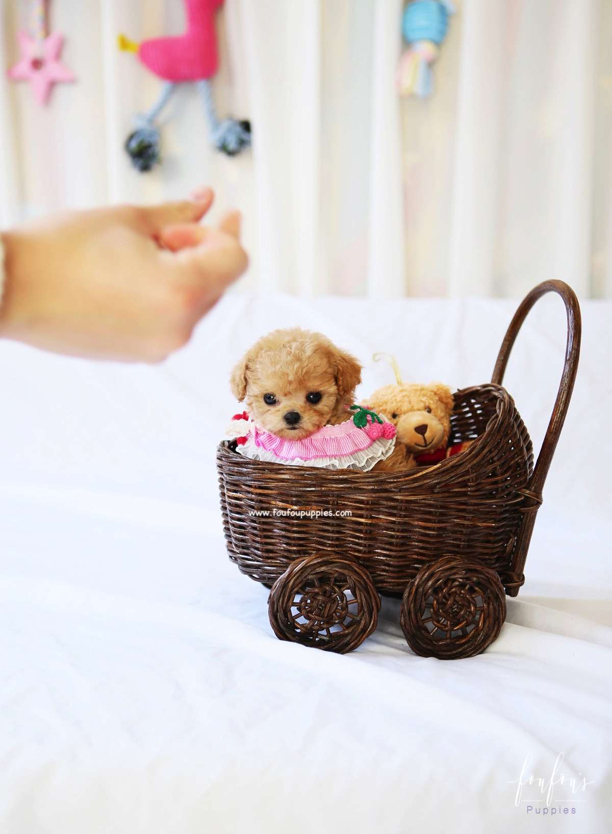 Lumi - Maltipoo F.