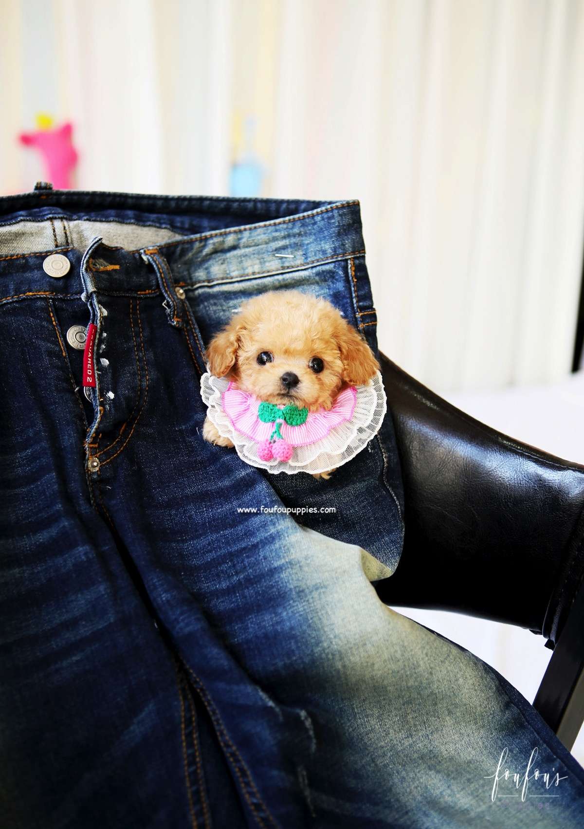 Lumi - Maltipoo F.