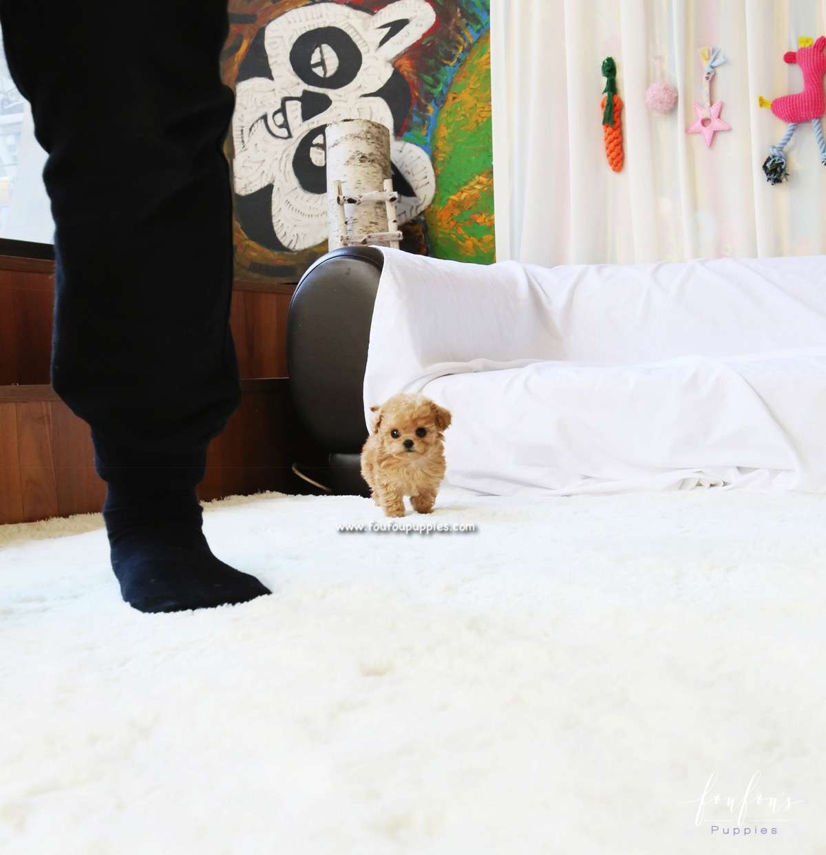 Lumi - Maltipoo F.