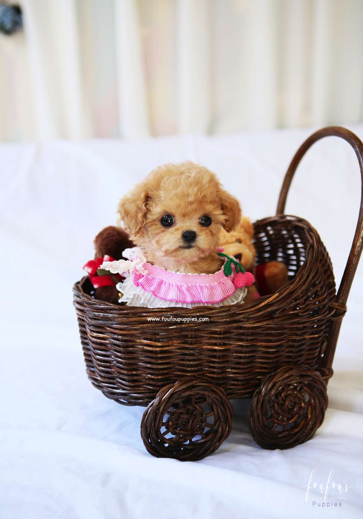 Lumi - Maltipoo F.
