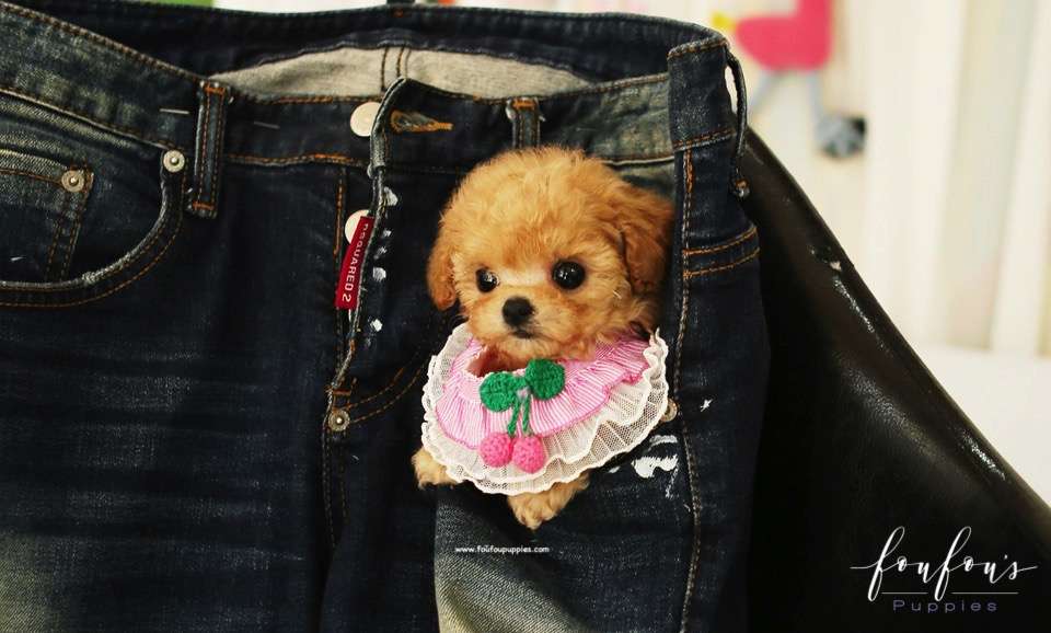 Lumi - Maltipoo F.