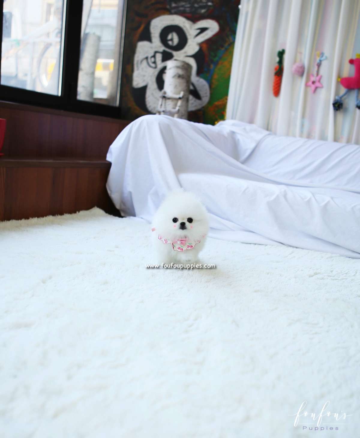 Chadé - Pomeranian F.