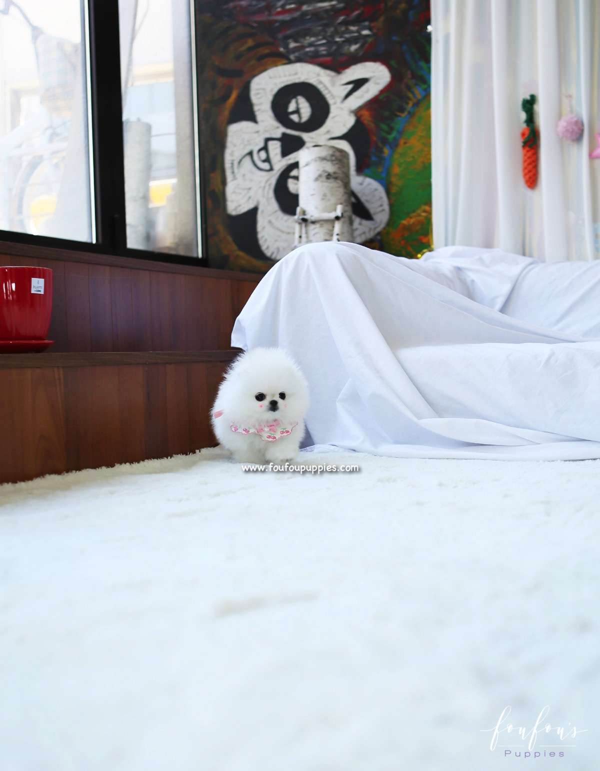 Chadé - Pomeranian F.