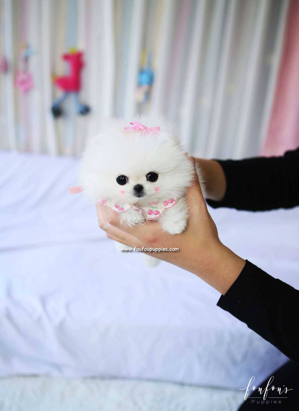 Chadé - Pomeranian F.