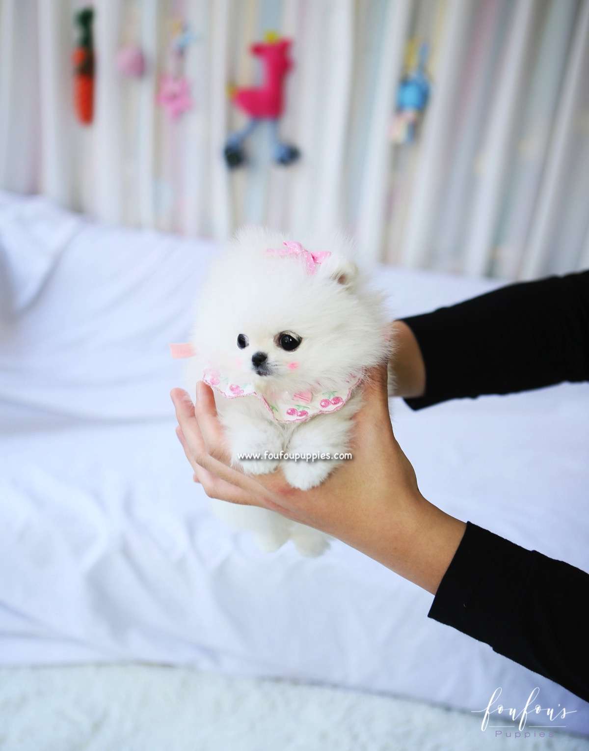 Chadé - Pomeranian F.