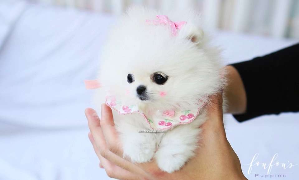 Chadé - Pomeranian F.