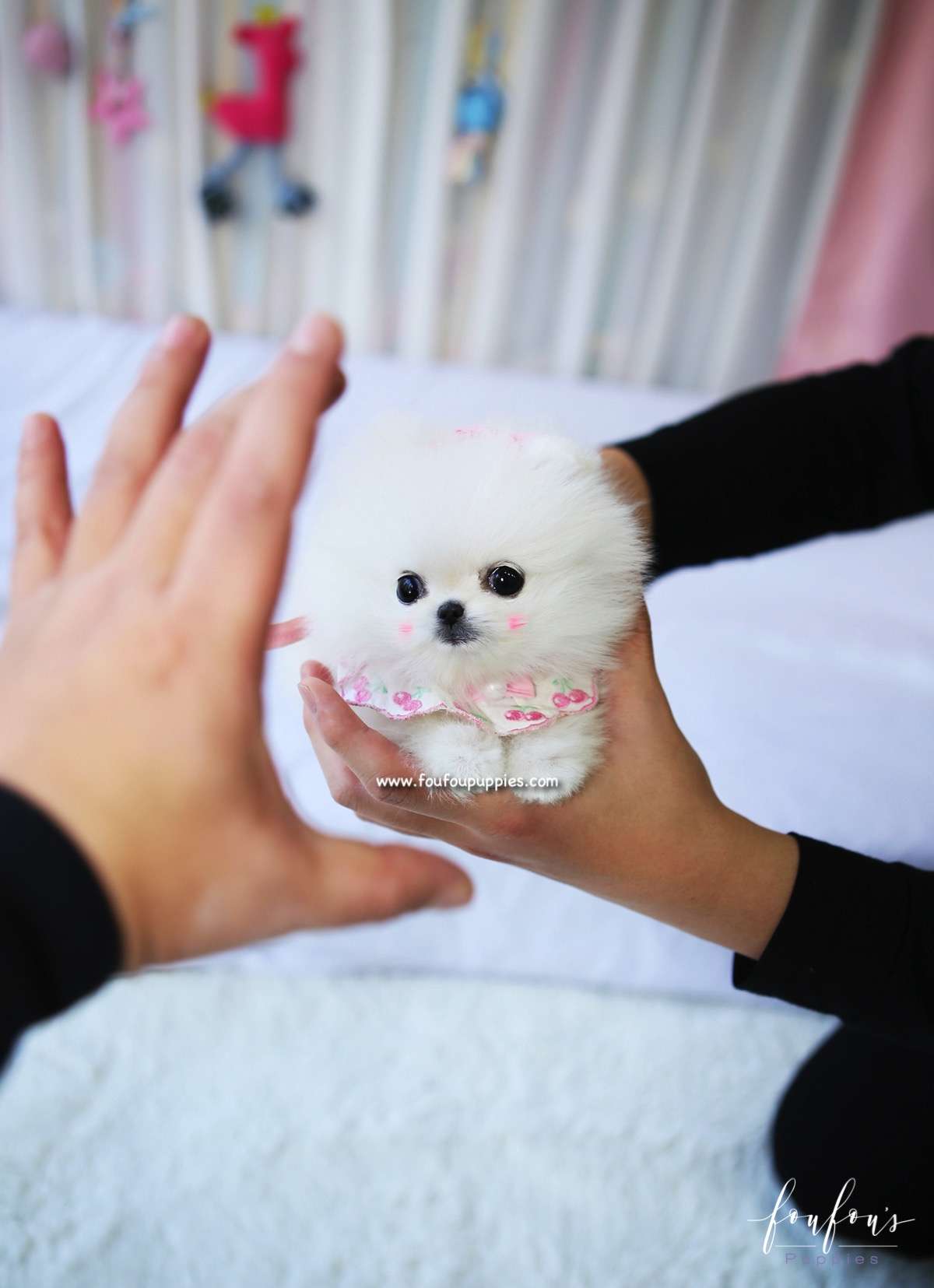 Chadé - Pomeranian F.