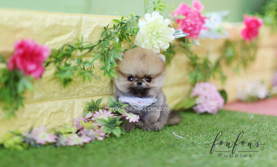 Juju - Pomeranian M.