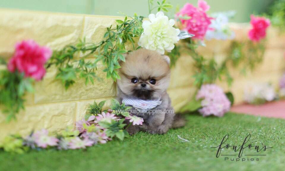 Juju - Pomeranian M.