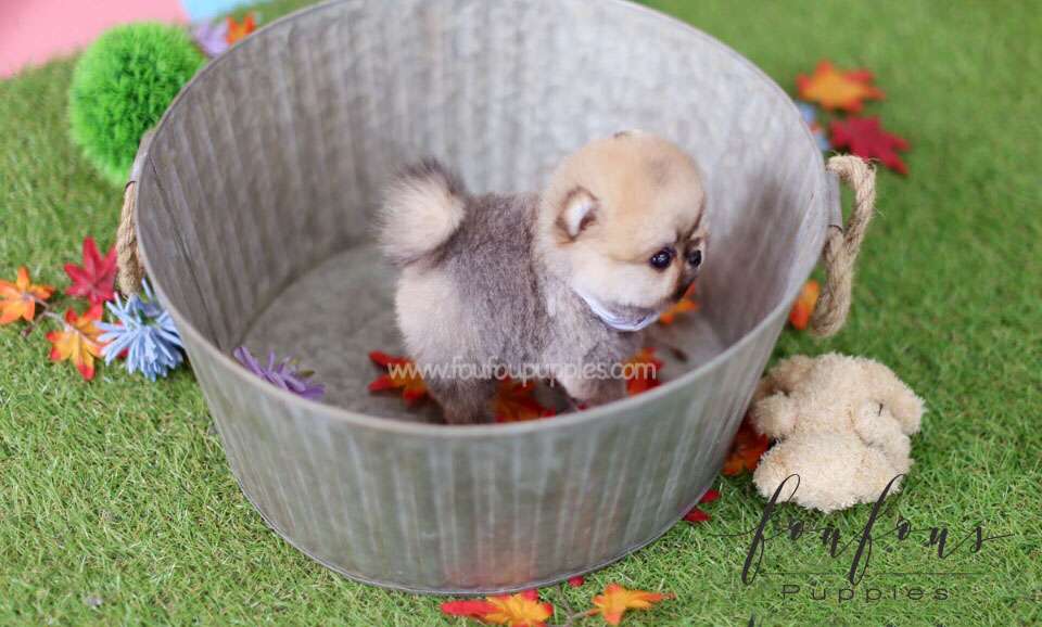 Juju - Pomeranian M.