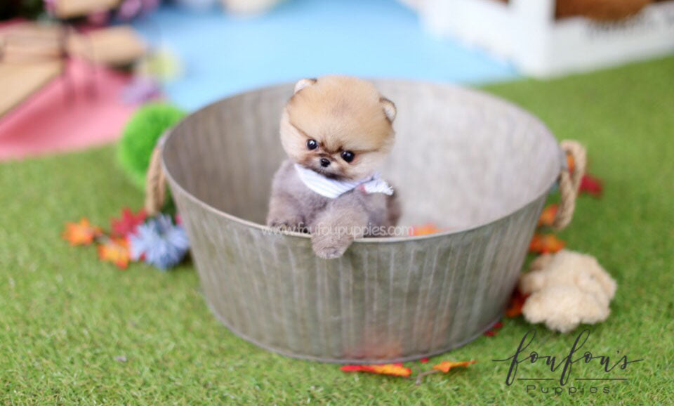 Juju - Pomeranian M.