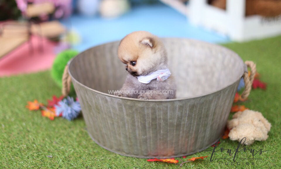 Juju - Pomeranian M.
