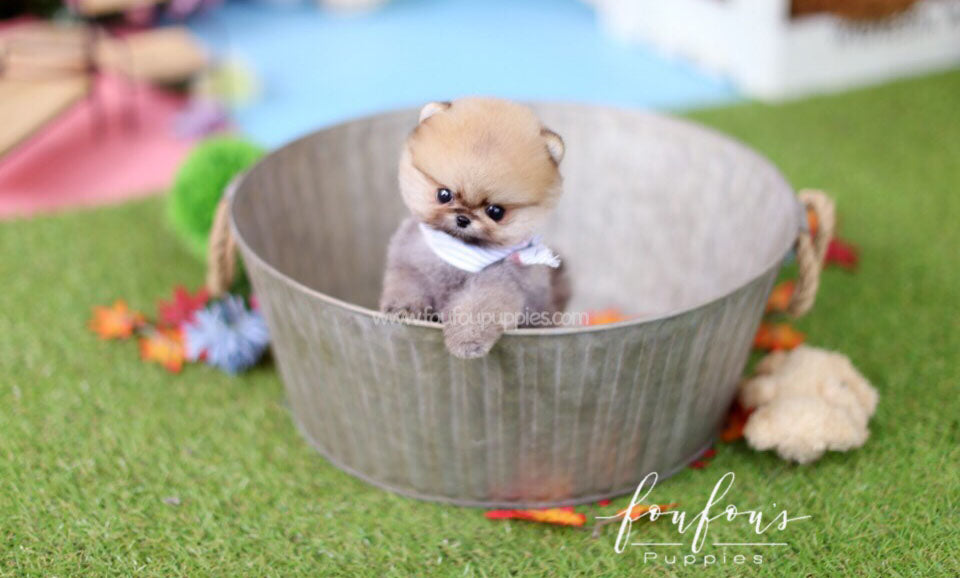 Juju - Pomeranian M.