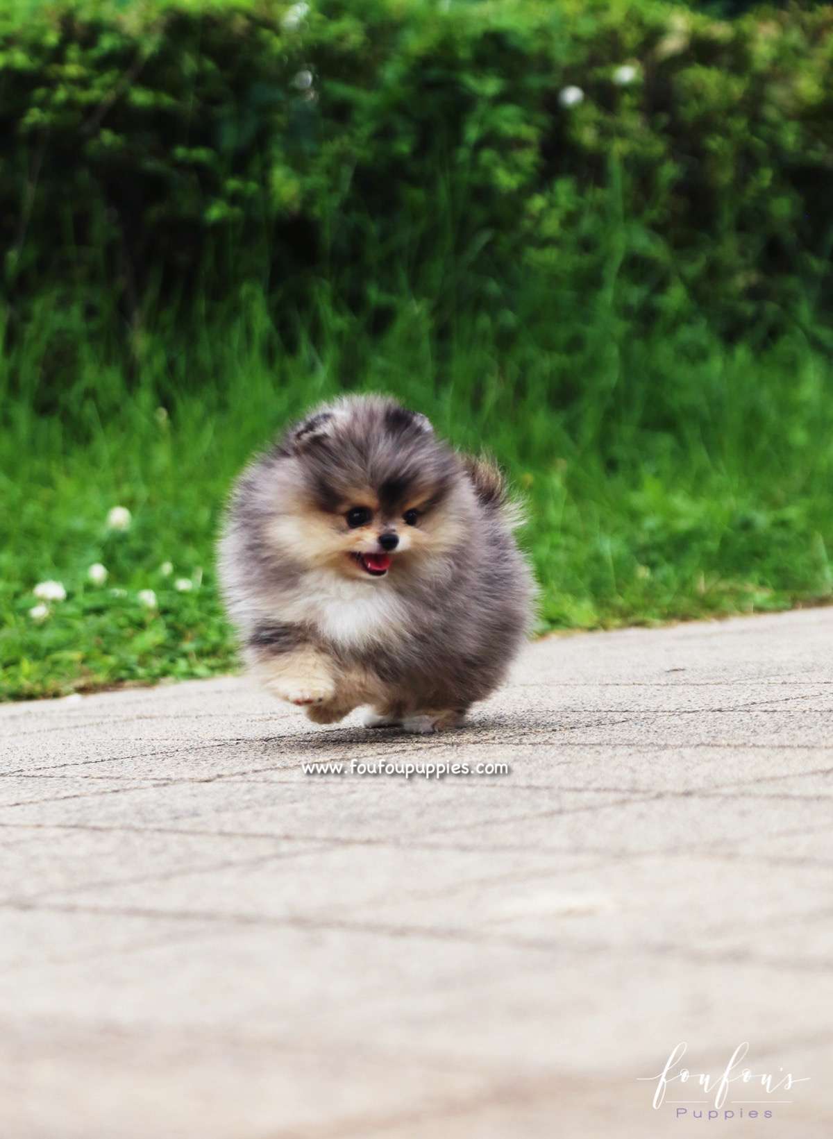 Bambam - Pomeranian M.