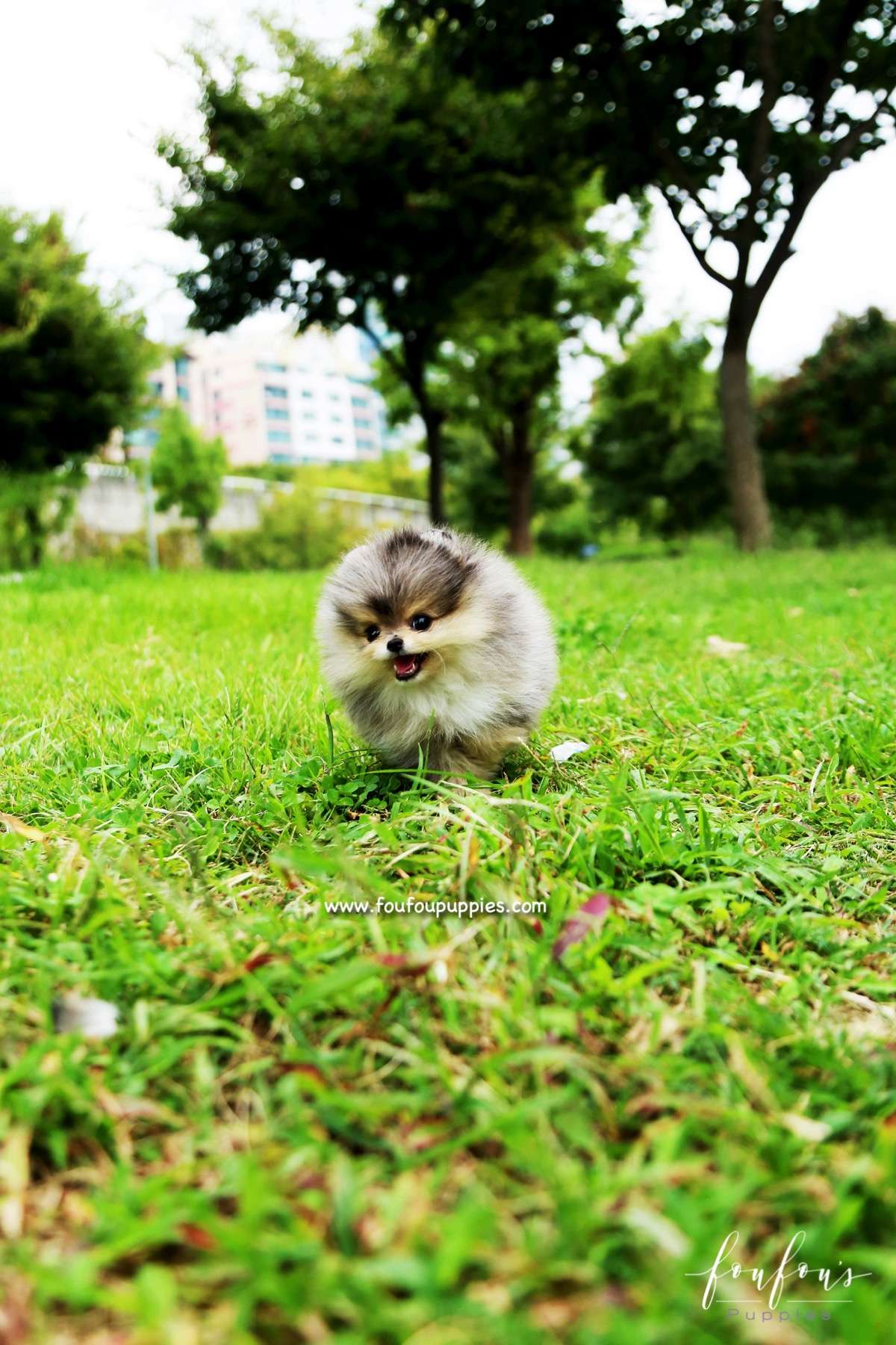 Bambam - Pomeranian M.