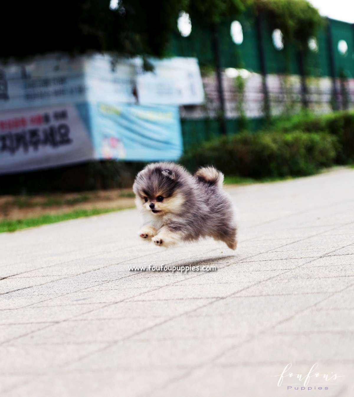 Bambam - Pomeranian M.