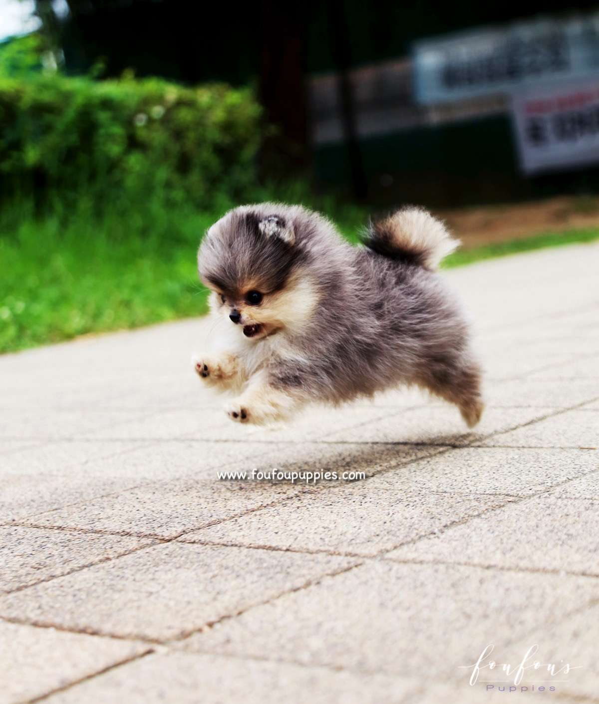 Bambam - Pomeranian M.