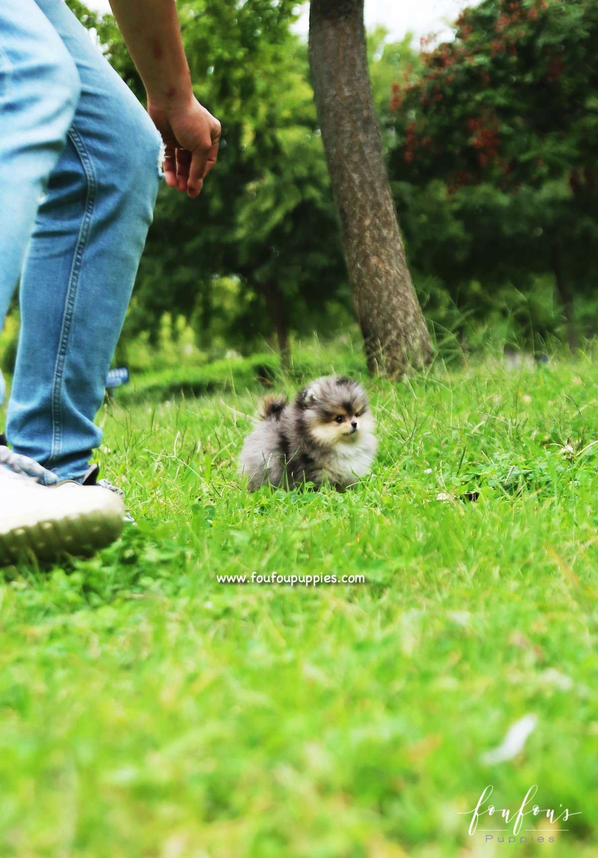 Bambam - Pomeranian M.