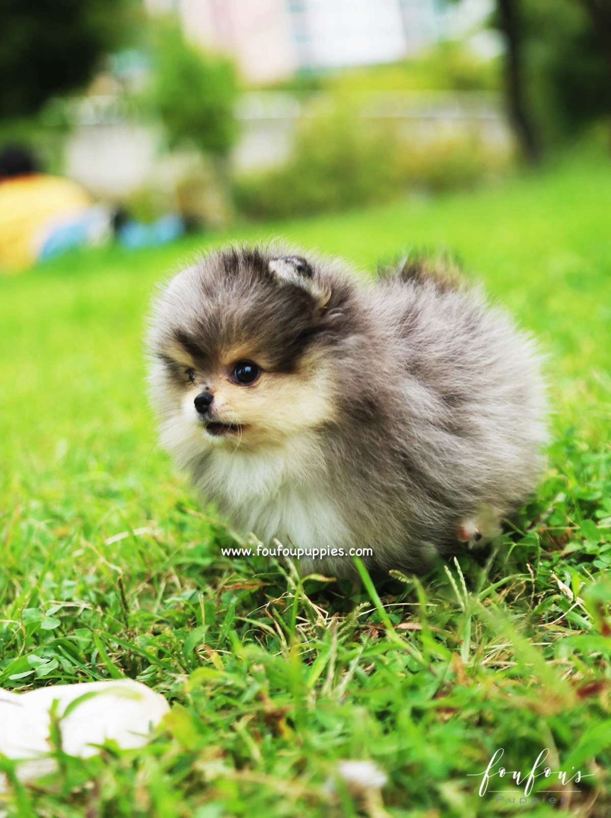 Bambam - Pomeranian M.