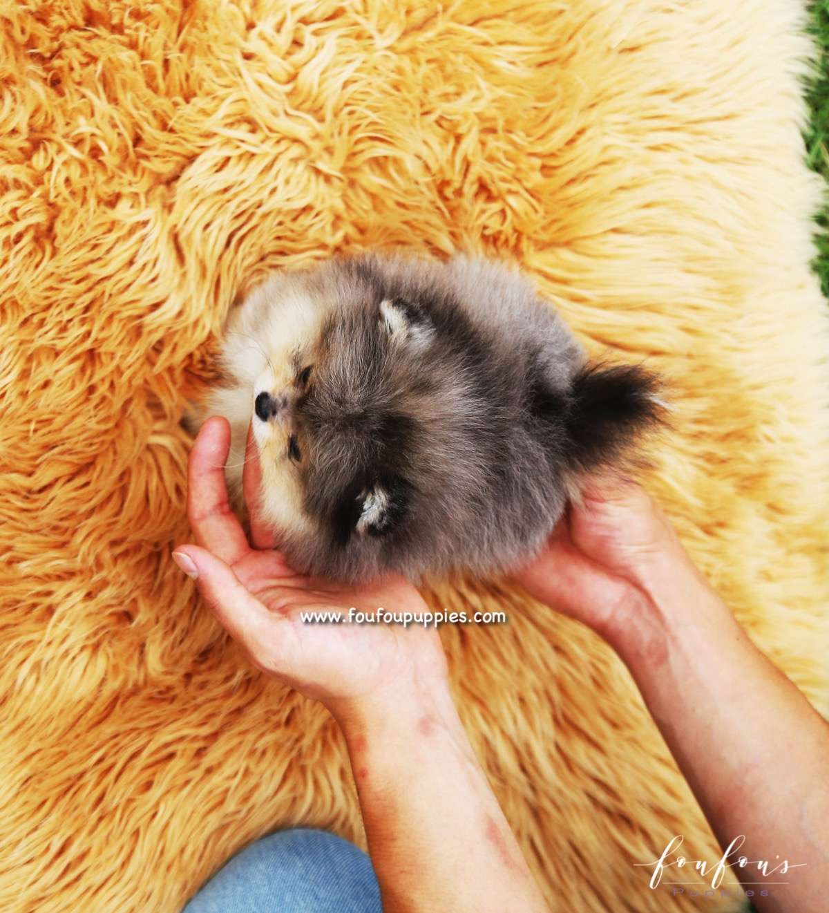 Bambam - Pomeranian M.