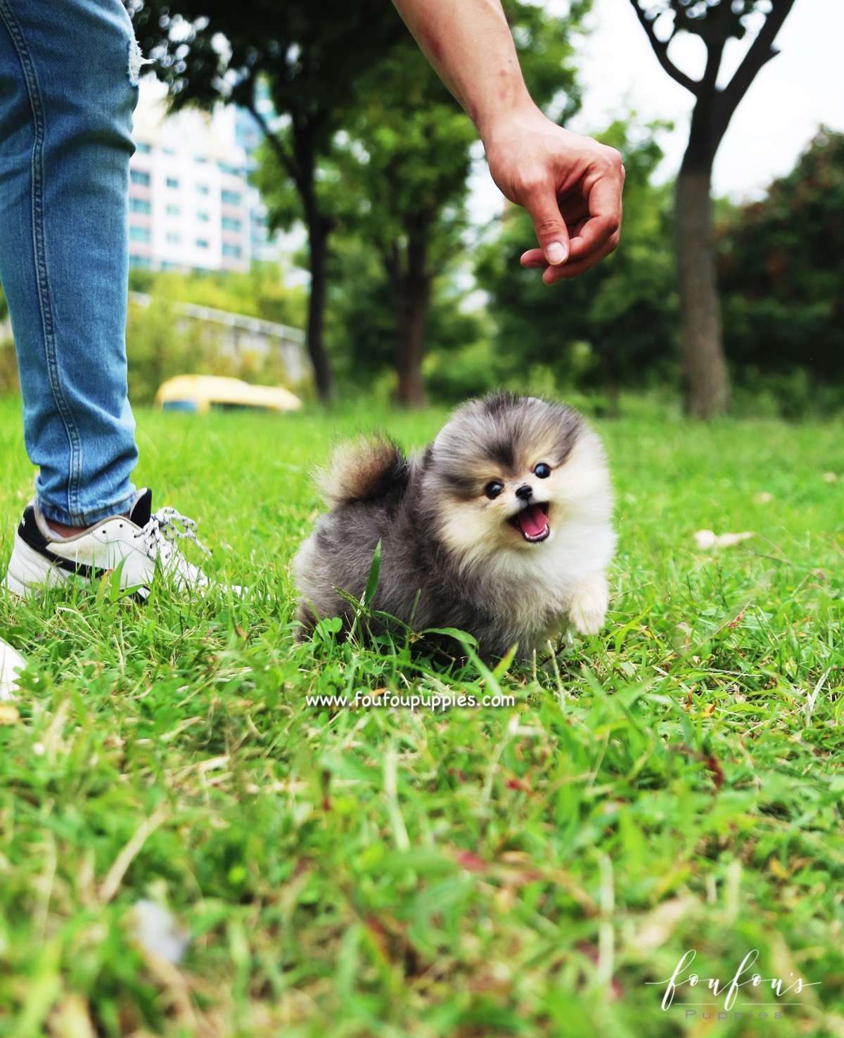 Bambam - Pomeranian M.