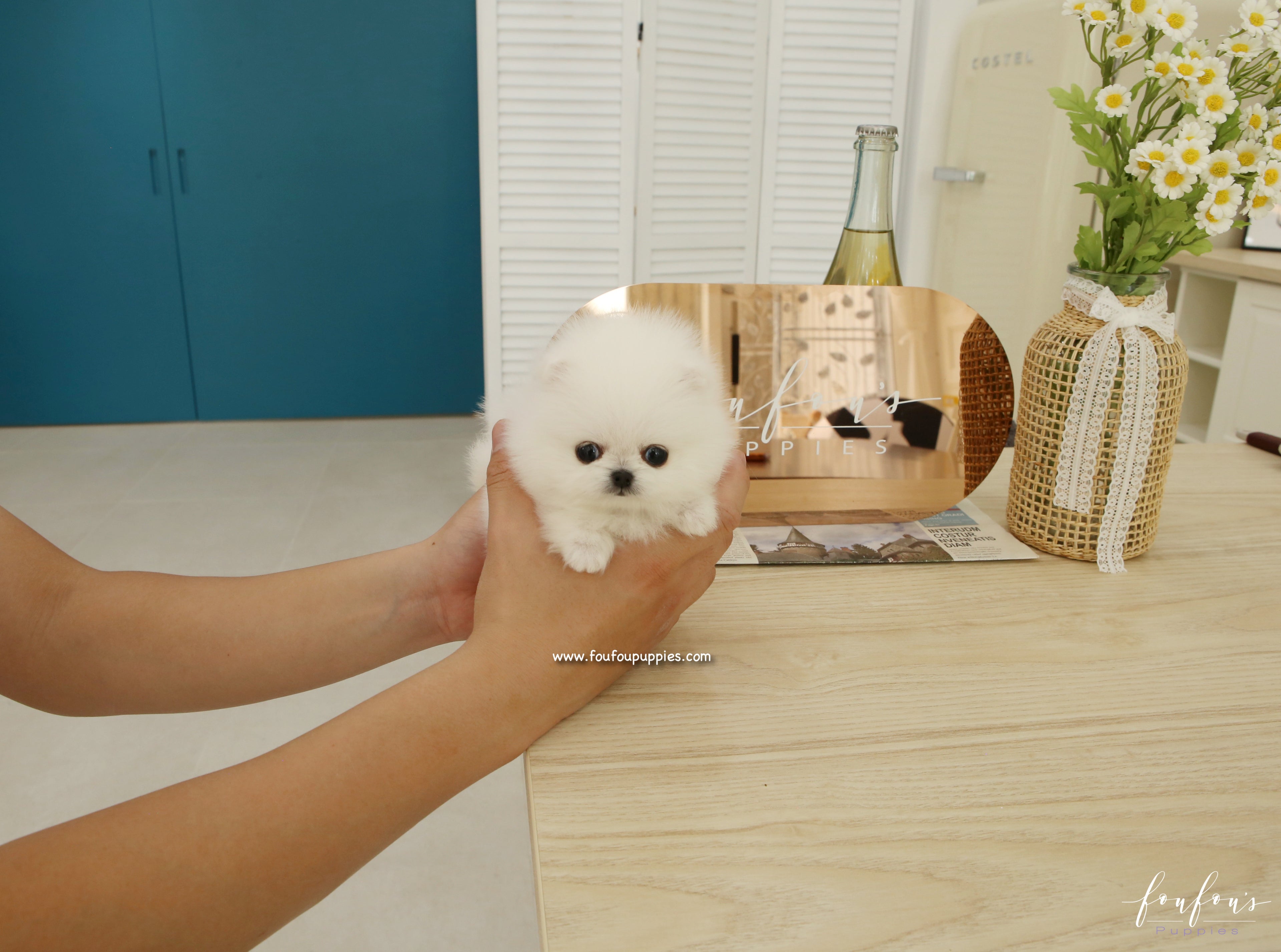 Pinky - Pomeranian F.